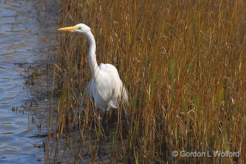 Egret In The Grass_33402.jpg - Great Egret (Ardea alba) photographed along the Gulf coast near Port Lavaca, Texas, USA.